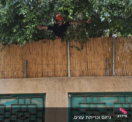 אדם עם קסדה כתומה גוזם ענפים על גדר במבוק